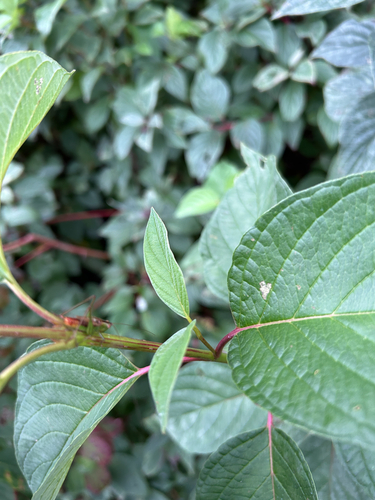 Short-winged Meadow Katydid