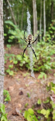 Yellow Garden Spider