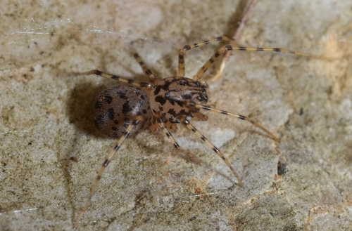Common Spitting Spider