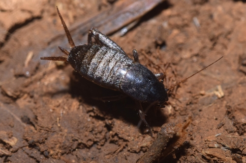 Brown Scale-cricket