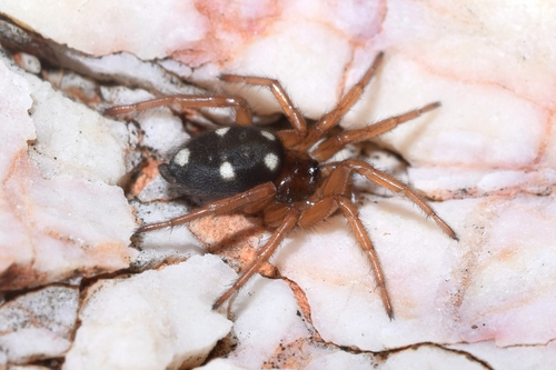 Five-spotted star-web spider