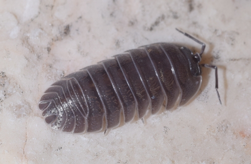 Pallas's Pill Woodlouse