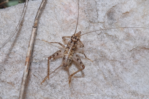 Common Crevice-cricket