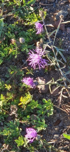 spotted knapweed