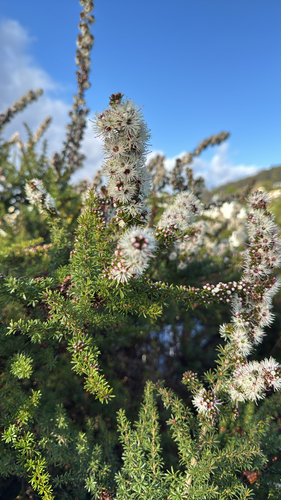Butterfly Bush