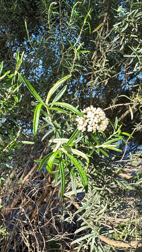 Tree Everlasting