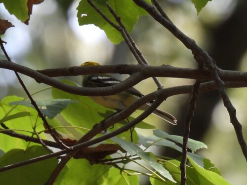 Black-throated Green Warbler