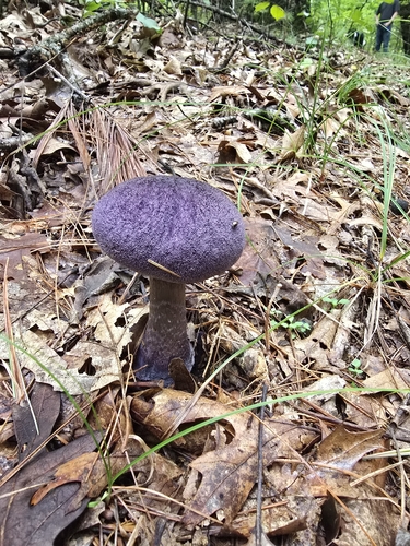violet webcap