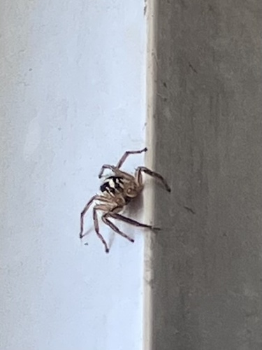 Pantropical Jumping Spider