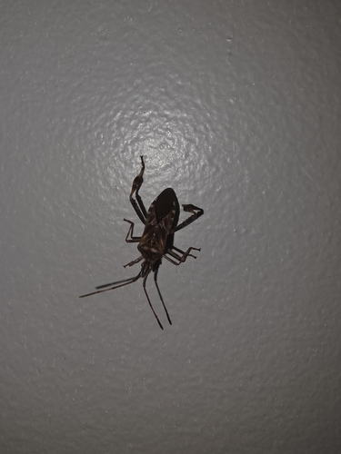 Western Conifer Seed Bug