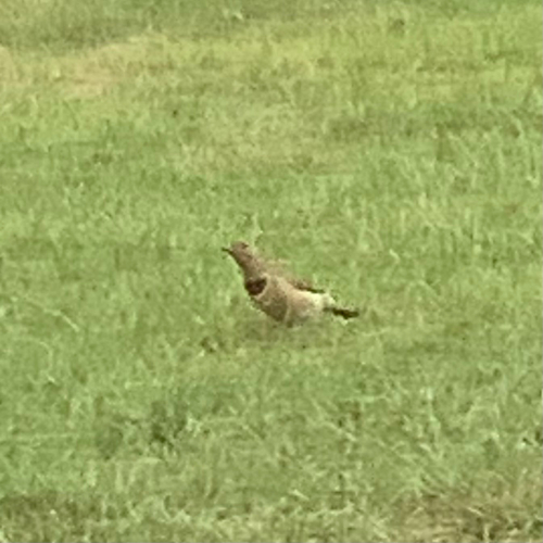 Northern Flicker