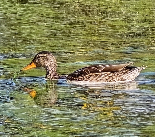 Mallard