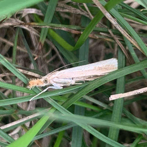 Vagabond Sod Webworm Moth