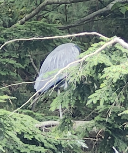 Great Blue Heron