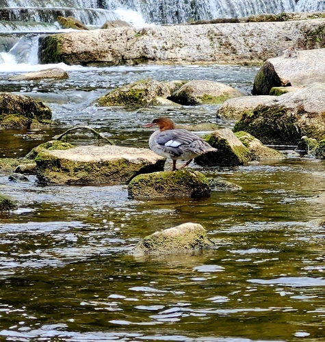 Common Merganser