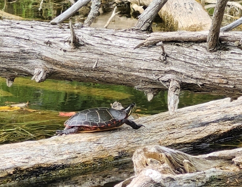 Painted Turtle