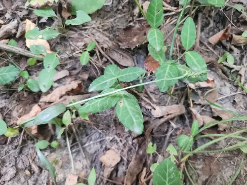 Oval Ladies' Tresses