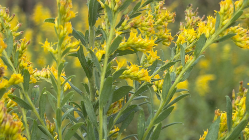 Canada goldenrod
