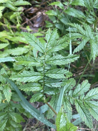 swamp agrimony