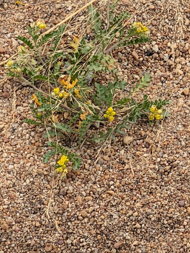 Tahoe yellow cress