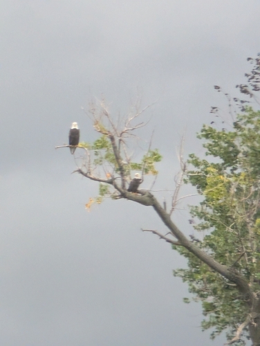 Bald Eagle