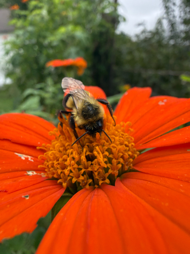Common Eastern Bumble Bee