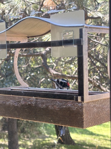 Downy Woodpecker