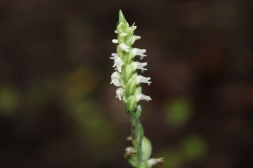 Lesser Ladies' Tresses