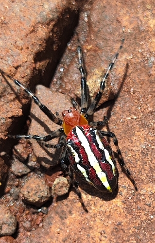 Alpaida grayi