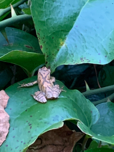 Spring Peeper