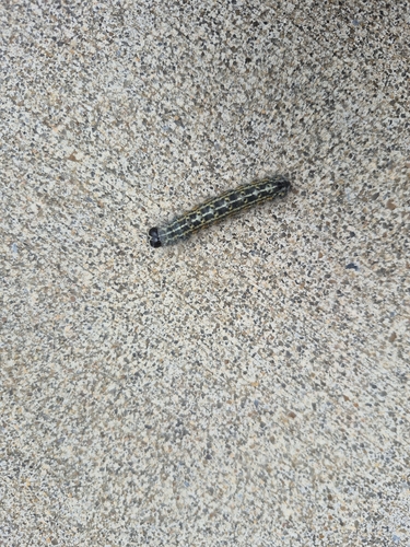 Greater Oak Dagger