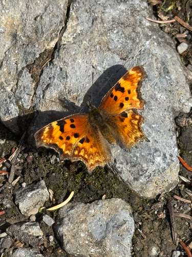 Hoary Comma