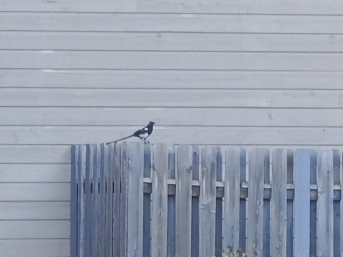 Black-billed Magpie