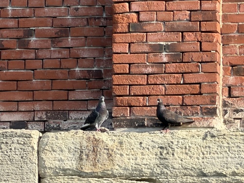 Feral Pigeon