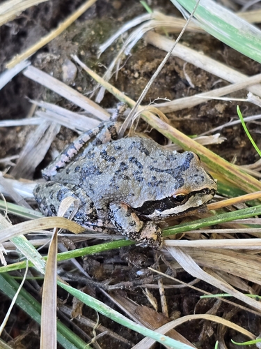 Pacific chorus frog