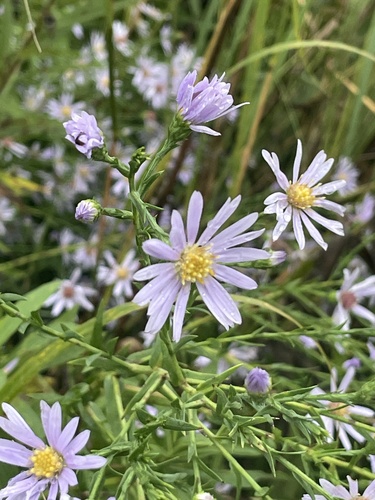 smooth blue aster