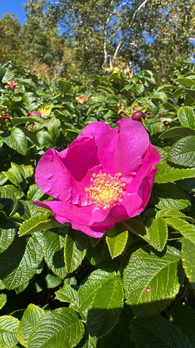 rugosa rose
