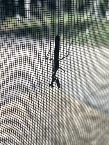 Carolina Mantis