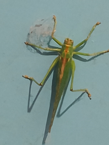 Great Green Bush-cricket