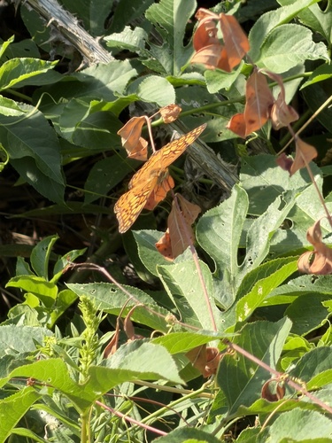 Variegated Fritillary