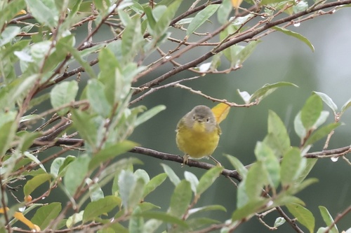 Nashville Warbler