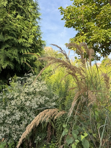 Indiangrass
