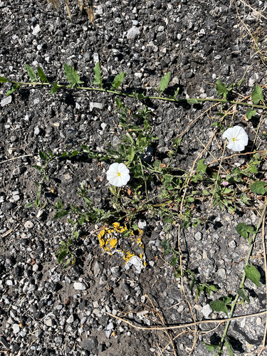 field bindweed
