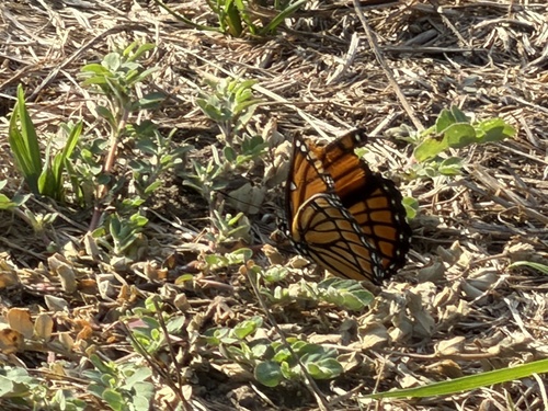 Viceroy