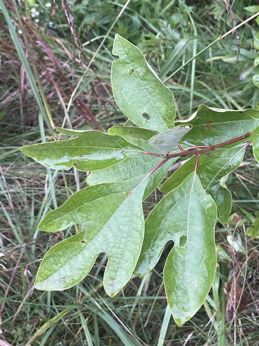 sassafras