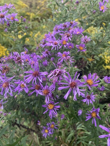 New England aster