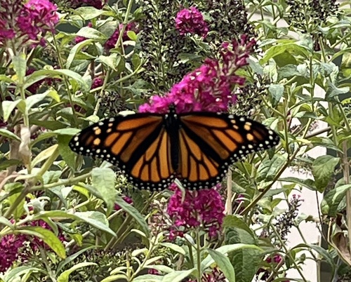 Monarch
