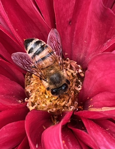 Western Honey Bee