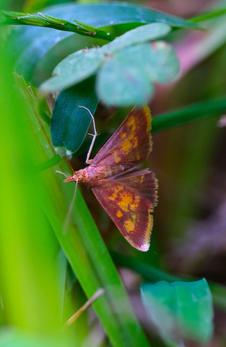 Mint-loving Pyrausta Moth