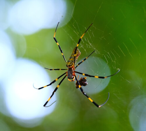Joro Spider